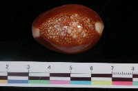 藏品(雪山寶螺)的圖片